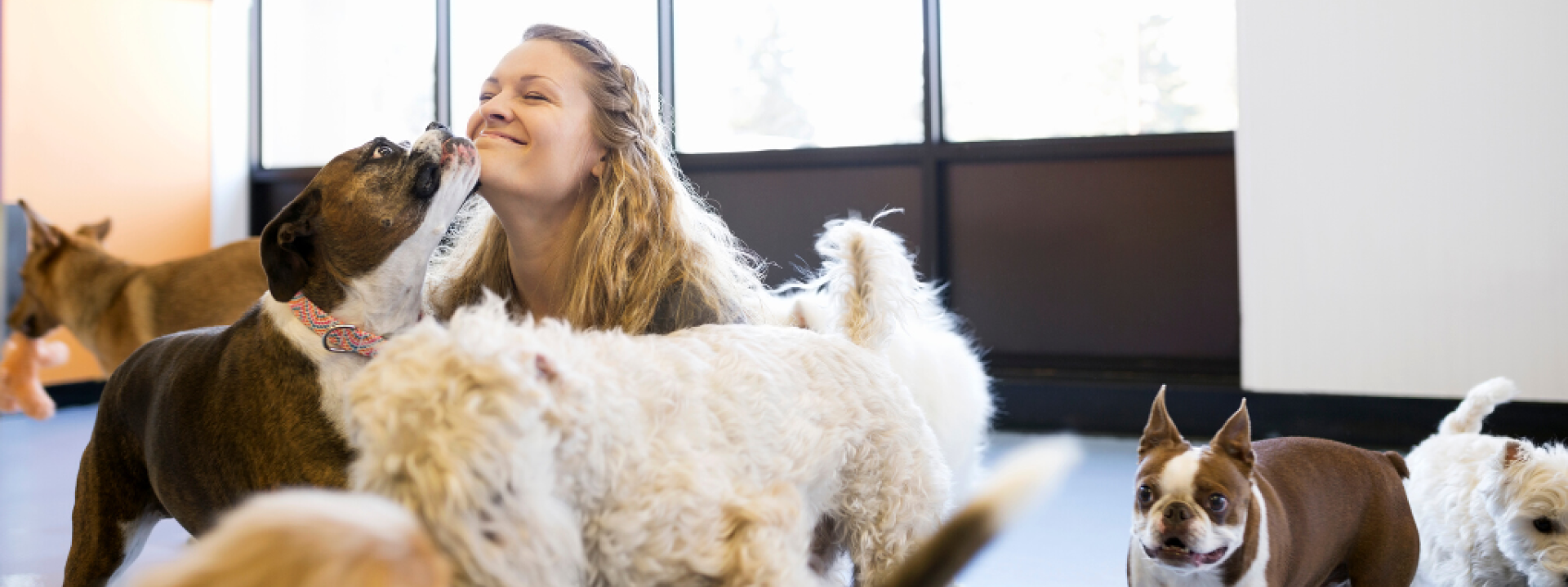 Dog licking womans face at dog daycare